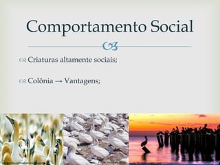 
 Criaturas altamente sociais;
 Colônia → Vantagens;
Comportamento Social
Fonte: Hickman, 2005pindervilla.compelican-bird-nature www.thorstenindra.com
 