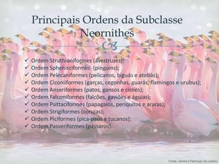 
Principais Ordens da Subclasse
Neornithes
 Ordem Struthioniformes (avestruzes);
 Ordem Sphenisciformes (pinguins);
 Ordem Pelecaniformes (pelicanos, biguás e atobás);
 Ordem Ciconiiformes (garças, cegonhas, guarás, flamingos e urubus);
 Ordem Anseriformes (patos, gansos e cisnes);
 Ordem Falconiformes (falcões, gaviões e águias);
 Ordem Psittaciformes (papagaios, periquitos e araras);
 Ordem Strigiformes (corujas);
 Ordem Piciformes (pica-paus e tucanos);
 Ordem Passeriformes (pássaros).
Fonte: James’s Flamingo (by szeke)
 