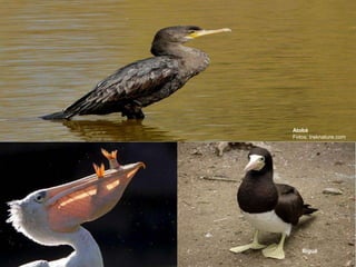 
 Comedores de peixe;
 Garganta com forma de saco;
 Todos os quatro dedos unidos por uma membrana;
 Cerca de 55 espécies.
Ordem Pecaniformes
Biguá
Atobá
Fotos: treknature.com
 