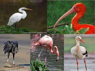 
 Pescoço e pernas longas;
 Maioria colonial;
 Representante mais comum: Ardeas herodias;
 Cerca de 90 espécies.
Ordem Ciconiiformes
Fonte: dirceurabelo.wordpress.comFonte: dirceurabelo.wordpress.comFonte: dirceurabelo.wordpress.com
Fonte: dirceurabelo.wordpress.com
 