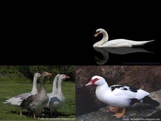 
 Bico largos com filtradores;
 Membrana natatória restrita aos dedos frontais;
 Cerca de 150 espécies;
 Ampla distribuição.
Ordem Anseriformes
Fonte: fernandororiz.blogspot.comFonte: fernandororiz.blogspot.com
Fonte: fernandororiz.blogspot.com
 