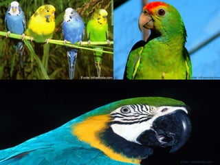
 Parte superior do bico articulável;
 Língua carnosa;
 Cerca de 320 espécies;
 Distribuição pantropical.
Ordem Psittaciformes
M. FitzsimmonsFonte: infoescola.com
Fonte: infoescola.com Fonte: infoescola.com
 