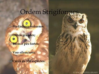 
 Predadores noturnos;
 Olhos grandes;
 Bicos e pés fortes;
 Voo silencioso;
 Cerca de 135 espécies.
Ordem Strigiformes
Fonte: infoescola.com
 