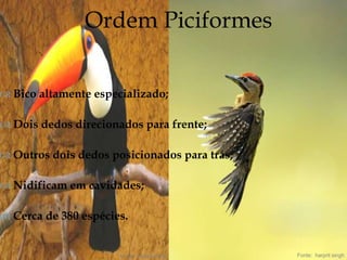 
 Bico altamente especializado;
 Dois dedos direcionados para frente;
 Outros dois dedos posicionados para trás;
 Nidificam em cavidades;
 Cerca de 380 espécies.
Ordem Piciformes
Fonte: harprit singh Fonte: harprit singh
 