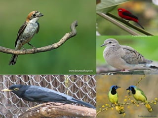 
 Maior ordem de aves;
 60% de todas as Aves;
 Jovens Altriciais;
 Mais de 5000 espécies;
 Ampla distribuição.
Ordem Passeriformes
Peter G. May
Fonte:infoescola.comFonte:infoescola.com
Fonte:infoescola.com
 