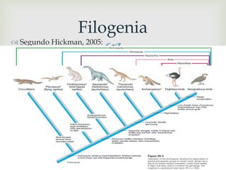  Segundo Hickman, 2005:
[imagem]
Filogenia
 