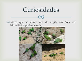 
 Aves que se alimentam de argila em área de
hidrelétrica podem sumir;
Curiosidades
Fonte: G1.com
 