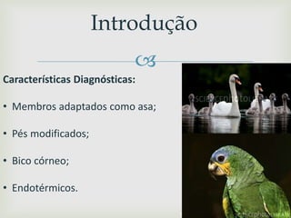 
Introdução
Características Diagnósticas:
• Membros adaptados como asa;
• Pés modificados;
• Bico córneo;
• Endotérmicos.
http://omundodasaves.no.sapo.pt
 