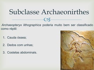 
Subclasse Archaeonirthes
Archaeopteryx lithographica poderia muito bem ser classificado
como réptil:
1. Cauda óssea;
2. Dedos com unhas;
3. Costelas abdominais.
 