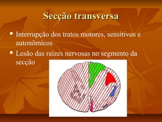 SSeeccççããoo ttrraannssvveerrssaa 
 Interrupção dos tratos motores, sensitivos e 
autonômicos 
 Lesão das raízes nervosas no segmento da 
secção 
 