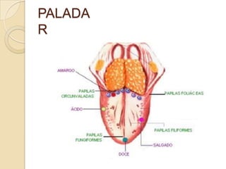 PALADA
R
 
