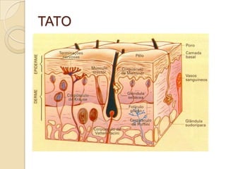 TATO
 