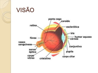 VISÃO
 