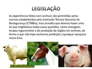 As experiências feitas com animais são permitidas pelas
normas estabelecidas pela Comissão Técnica Nacional de
Biosegurança (CTNBio), mas acredita que deveria haver uma
lei que englobasse todas essas questões, como clonagem,
terapia regenerativa e de produção de órgãos em animais, de
forma a que não haja nenhuma proibição a qualquer pesquisa
nessa área.
 
