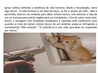 Igreja católica defende a existência de vida humana, desde a fecundação, como
algo divino. "A vida humana é um dom de Deus, só Ele é senhor da vida”, Não é
permitido, destruir um embrião para obter células tronco, nem abreviar a vida de
um ser humano para extrair órgãos para um transplante, a fim de salvar outra vida.
Assim, a clonagem com finalidade terapêutica é rejeitada pelo catolicismo, pois
quando se trata de extrair células tronco de um embrião acaba-se infringindo o
mandamento “Não matarás". "O embrião já é uma vida, que deve ser respeitada
por inteiro.”
 