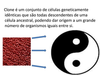 Clone é um conjunto de células geneticamente
idênticas que são todas descendentes de uma
célula ancestral, podendo dar origem a um grande
número de organismos iguais entre si.
 