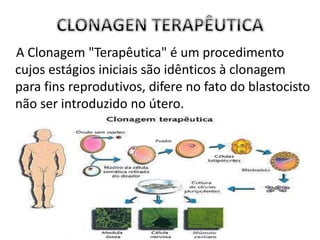 A Clonagem "Terapêutica" é um procedimento
cujos estágios iniciais são idênticos à clonagem
para fins reprodutivos, difere no fato do blastocisto
não ser introduzido no útero.
 
