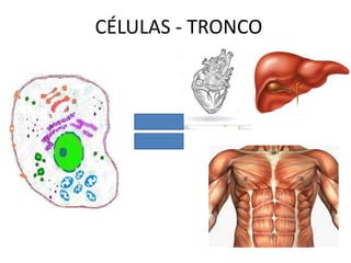 CÉLULAS - TRONCO
 
