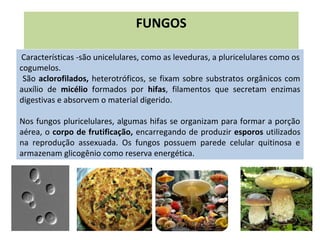 Características -são unicelulares, como as leveduras, a pluricelulares como os
cogumelos.
São aclorofilados, heterotróficos, se fixam sobre substratos orgânicos com
auxílio de micélio formados por hifas, filamentos que secretam enzimas
digestivas e absorvem o material digerido.
Nos fungos pluricelulares, algumas hifas se organizam para formar a porção
aérea, o corpo de frutificação, encarregando de produzir esporos utilizados
na reprodução assexuada. Os fungos possuem parede celular quitinosa e
armazenam glicogênio como reserva energética.
FUNGOS
 