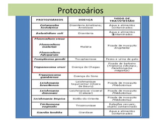 Protozoários
 