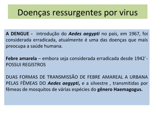 Doenças ressurgentes por virus
A DENGUE - introdução do Aedes aegypti no país, em 1967, foi
considerada erradicada, atualmente é uma das doenças que mais
preocupa a saúde humana.
Febre amarela – embora seja considerada erradicada desde 1942´-
POSSUI REGISTROS
DUAS FORMAS DE TRANSMISSÃO DE FEBRE AMAREAL A URBANA
PELAS FÊMEAS DO Aedes aegypti, e a silvestre , transmitidas por
fêmeas de mosquitos de várias espécies do gênero Haemagogus.
 