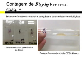 Contagem de Sta p hy lo c o c c us
 coag. +
Testes confirmativos – catalase, coagulase e características morfológicas




Lâminas coloridas pela técnica
          de Gram
                                 Coágulo formado incubação 36ºC/ 4 horas
 