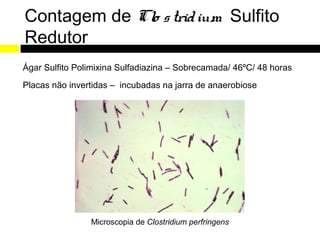 Contagem de Clo s trid ium Sulfito
Redutor
Ágar Sulfito Polimixina Sulfadiazina – Sobrecamada/ 46ºC/ 48 horas
Placas não invertidas – incubadas na jarra de anaerobiose




                Microscopia de Clostridium perfringens
 