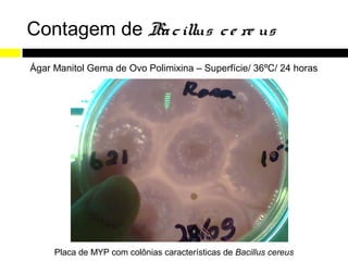 Contagem de Ba c illus c e re us
Ágar Manitol Gema de Ovo Polimixina – Superfície/ 36ºC/ 24 horas




     Placa de MYP com colônias características de Bacillus cereus
 