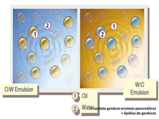 Vesícula biliar




                  + contato gordura-enzimas pancreáticas
                                    + lipólise de gorduras
 