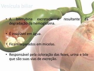 Vesícula biliar

  • A bilirrubina excretada é         resultante   da
    degradação da hemoglobina.

  • É insolúvel em água.

  • Ficam separados em micelas.

  • Responsável pela coloração das fezes, urina e bile
    que são suas vias de excreção.
 