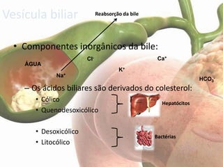 Vesícula biliar               Reabsorção da bile




  • Componentes inorgânicos da bile:
                        Cl-                         Ca+
    ÁGUA
                                       K+
             Na+
                                                                    HCO3-
    – Os ácidos biliares são derivados do colesterol:
       • Cólico                                       Hepatócitos
       • Quenodesoxicólico

       • Desoxicólico
                                                   Bactérias
       • Litocólico
 