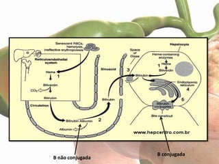 B conjugada
B não conjugada
 