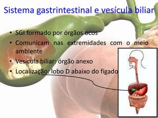 Sistema gastrintestinal e vesícula biliar

 • SGI formado por órgãos ocos
 • Comunicam nas extremidades com o meio
   ambiente
 • Vesícula biliar: órgão anexo
 • Localização: lobo D abaixo do fígado
 