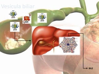 Vesícula biliar




                  BILE
 