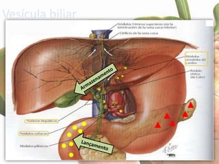 Vesícula biliar
 