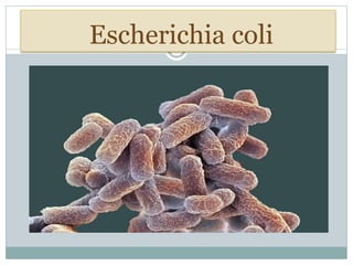 Escherichia coli
 
