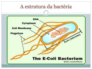 A estrutura da bactéria
 
