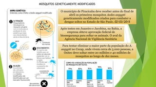 O município de Piracicaba deve receber antes do final de
abril os primeiros mosquitos Aedes aegypti
geneticamente modificados criados para combater a
dengue soltos no Estado de São Paulo. 02/03/2015
Após testes em Juazeiro e Jacobina, na Bahia, a
empresa obteve aprovação federal de
biossegurança para soltar os animais. O aval da
Agência Nacional de Vigilância Sanitária
MOSQUITOS GENETICAMENTE MODIFICADOS
Para tentar eliminar a maior parte da população do A.
aegypti no Cecap, onde vivem cerca de 5.000 pessoas, a
Oxitec deve soltar entre 20 milhões e 40 milhões de
mosquitos ao longo de dez meses.
 