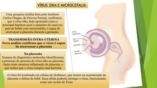 Uma pesquisa inédita feita pelo Instituto
Carlos Chagas, da Fiocruz Paraná, confirmou
que o vírus zika, hoje apontado como a
principal hipótese para o aumento de casos no
país de bebês com microcefalia, é capaz de
atravessar a placenta durante a gestação.
Na placenta
Exames de diagnóstico molecular identificaram
a presença do genoma do vírus zika na placenta.
Outro teste mostrou inflamação da placenta, o
que indica que o vírus rompeu essa barreira
TRANSMISSÃO INTRA-UTERINA
Nova análise confirma que o vírus é capaz
de atravessar a placenta
O vírus foi localizado em células de Hofbauer, que atuam na manutenção da
placenta e defesa do bebê. Essa célula poderia carregar o vírus, funcionando
como um cavalo de Troia
VÍRUS ZIKA E MICROCEFALIA
 