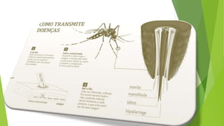 Apresentação dengue chikungunya e zika