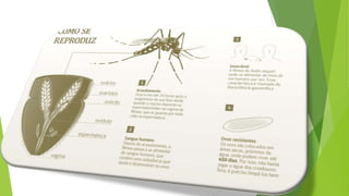 Apresentação dengue chikungunya e zika