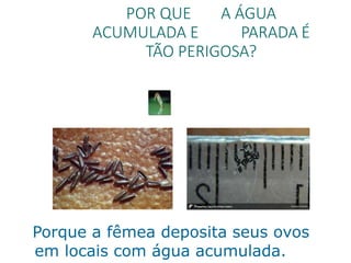 POR QUE A ÁGUA
ACUMULADA E PARADA É
TÃO PERIGOSA?
Porque a fêmea deposita seus ovos
em locais com água acumulada.
 