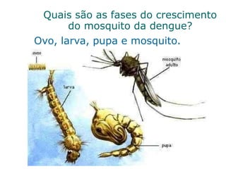 Quais são as fases do crescimento
do mosquito da dengue?
Ovo, larva, pupa e mosquito.
 