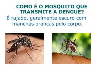 COMO É O MOSQUITO QUE
TRANSMITE A DENGUE?
É rajado, geralmente escuro com
manchas brancas pelo corpo.
 