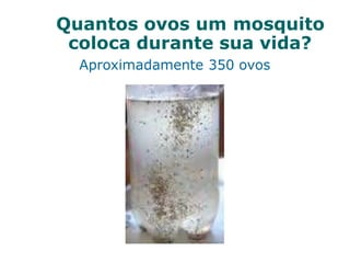 Quantos ovos um mosquito
coloca durante sua vida?
Aproximadamente 350 ovos
 