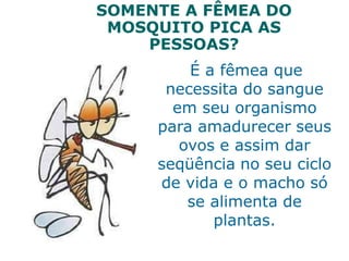 SOMENTE A FÊMEA DO
MOSQUITO PICA AS
PESSOAS?
É a fêmea que
necessita do sangue
em seu organismo
para amadurecer seus
ovos e assim dar
seqüência no seu ciclo
de vida e o macho só
se alimenta de
plantas.
 