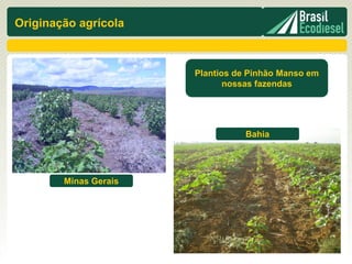 Originação agrícola



                       Plantios de Pinhão Manso em
                              nossas fazendas




                                  Bahia




        Minas Gerais
 