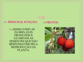 
 PRINCIPAL FUNÇÃO:
 ASSIM COMO AS
FLORES, ELES
PRODUZEM E
GUARDAM AS
SEMENTES QUE SÃO
RESPONSÁVEIS PELA
REPRODUÇÃO DA
PLANTA.
 FRUTOS:
 