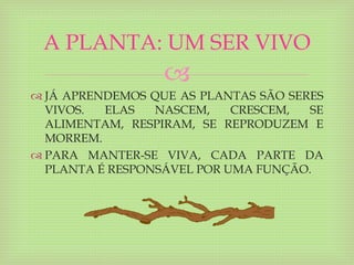 
 JÁ APRENDEMOS QUE AS PLANTAS SÃO SERES
VIVOS. ELAS NASCEM, CRESCEM, SE
ALIMENTAM, RESPIRAM, SE REPRODUZEM E
MORREM.
 PARA MANTER-SE VIVA, CADA PARTE DA
PLANTA É RESPONSÁVEL POR UMA FUNÇÃO.
A PLANTA: UM SER VIVO
 