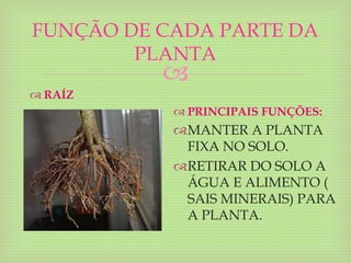 
FUNÇÃO DE CADA PARTE DA
PLANTA
 RAÍZ
 PRINCIPAIS FUNÇÕES:
MANTER A PLANTA
FIXA NO SOLO.
RETIRAR DO SOLO A
ÁGUA E ALIMENTO (
SAIS MINERAIS) PARA
A PLANTA.
 